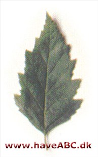 Flodbirk Betula nigra Flodbirk Betula nigra