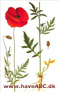 Flora Danica Flora Danica
