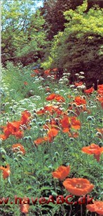 Flora Flora
