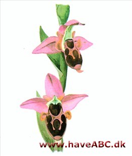 Flueblomst - Ophrys insectifera