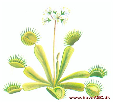 Fluefanger - Dionaea muscipula Fluefanger - Dionaea muscipula