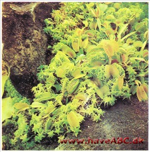 Fluefanger - Dionaea tnuscipula
