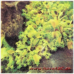 Fluefanger - Dionaea tnuscipula Fluefanger - Dionaea tnuscipula