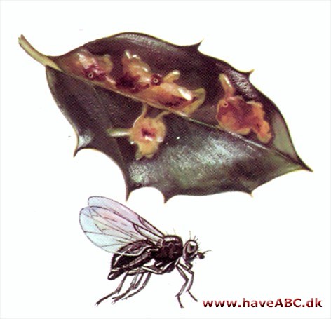 Fluer - Cyclorrapha Fluer - Cyclorrapha