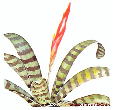 Fluesmækker - Vriesea Fluesmækker - Vriesea