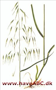 Flyvehavre - Avena fatua Flyvehavre - Avena fatua