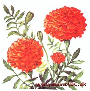 Fløjlsblomst - Tagetes Fløjlsblomst - Tagetes