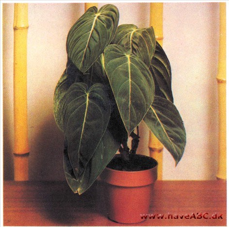 Fløjlsfilodendron - Philodendron andreanum (syn. melanochryson)