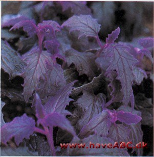 Fløjlsplante - Gynura aurantiaca
