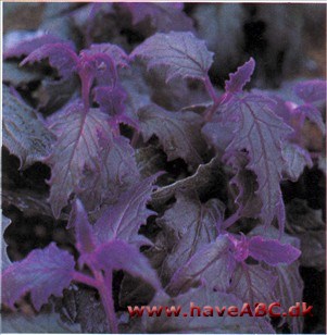 Fløjlsplante - Gynura aurantiaca Fløjlsplante - Gynura aurantiaca