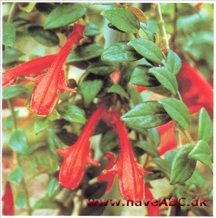 Fløjlsranke - Columnea x banksii Fløjlsranke - Columnea x banksii