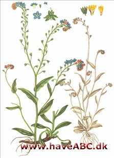 Forglemmigej - Myosotis scorpioides