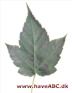 Forrests løn - Acer forrestii Forrests løn - Acer forrestii