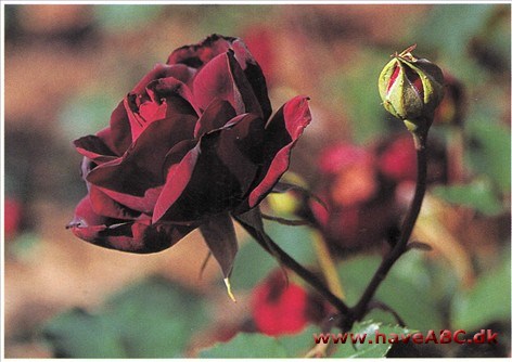 Francis Dubreuil En rigtig drømmerose. Men den findes! I Fredriksdals rosarium i Helsingborg kan man beundre den