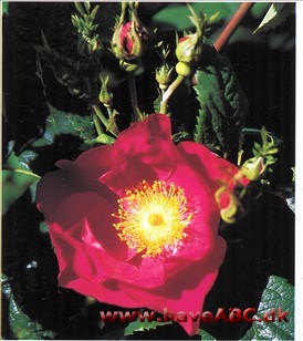 Frankfurt - Rosa gallica splendens I 1950'erne dyrkedes den som to forskellige sorter, men efterhånden som man konstaterede, at roserne ser ens ud og opfører sig ens, enedes man om, at det måtte dreje sig om ...