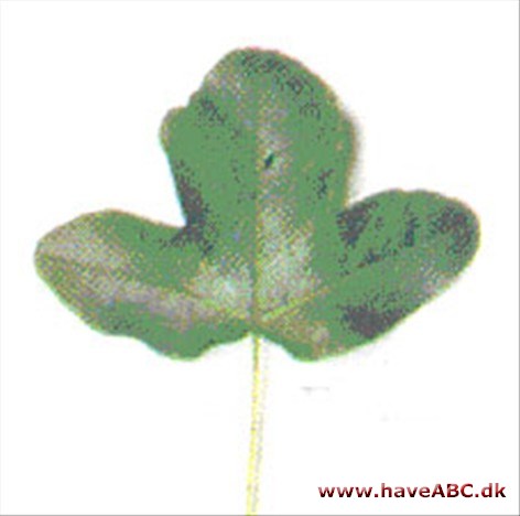 Fransk løn - Acer monspessulanum Fransk løn - Acer monspessulanum
