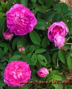 Fransk rose - Belle de Crécy