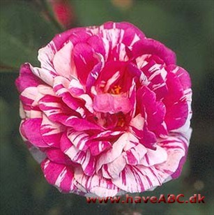 Fransk rose - Camaieux