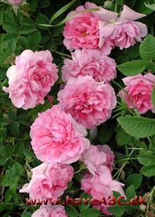 Fransk rose - Francofurtana Fransk rose - Francofurtana