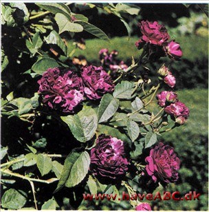 Fransk rose - Hippolyte Fransk rose - Hippolyte