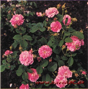 Fransk rose - Petite Orleanaise