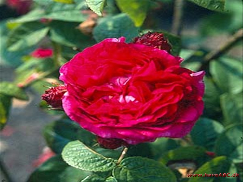 Fransk rose - Rosa gallica Fransk rose - Rosa gallica