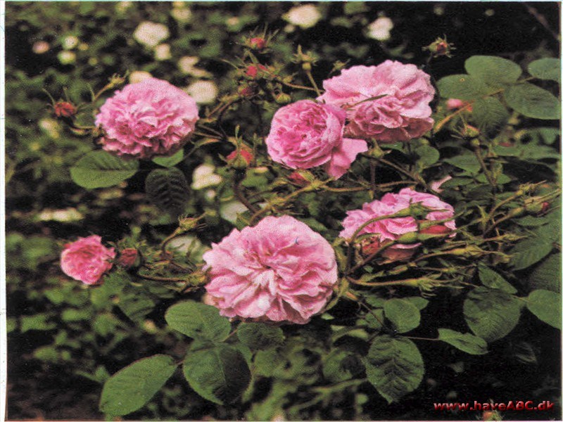 Fransk rose - Rose du Maitre d'Ecole