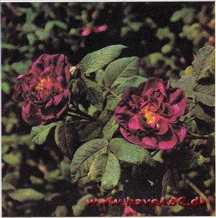 Fransk rose - Sissinghurst Castle Fransk rose - Sissinghurst Castle