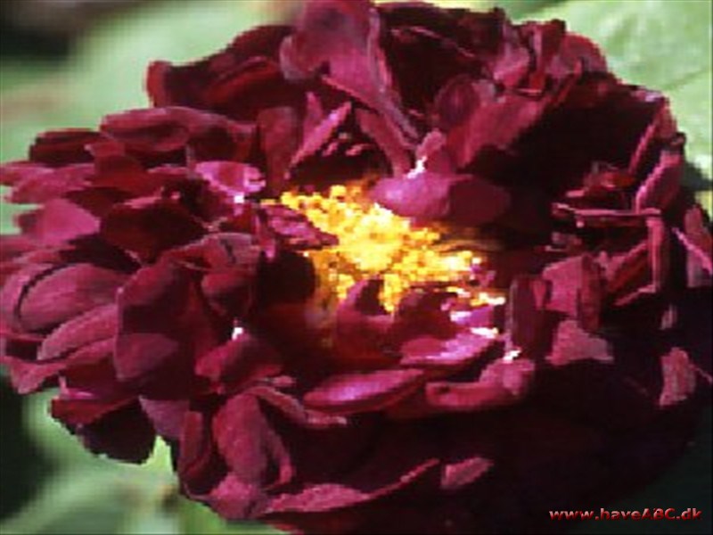 Fransk rose - Tuscany Fransk rose - Tuscany
