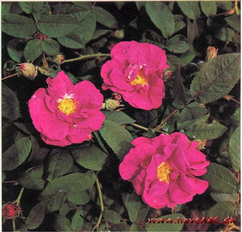 Fransk rose, Eddikerose - Rosa gallica Officinalis Fransk rose, Eddikerose - Rosa gallica Officinalis