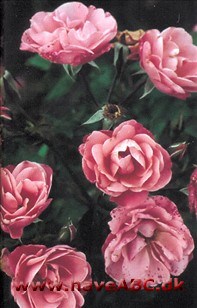 Fredensborg - Solliden, Fascination, Canyonlands, Schloss Herrenchiemsee, Happy Birthday Blomsterne er orange og orange blandet med andre farvetoner. De er halvfyldte med mellem 15 og 25 kronblade og 8-10 cm store med en anelse ... Se mere her ...
