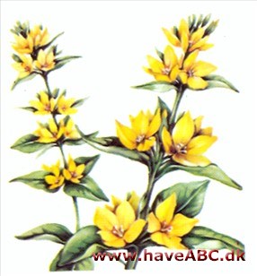 Fredløs- Lysimachia Fredløs- Lysimachia