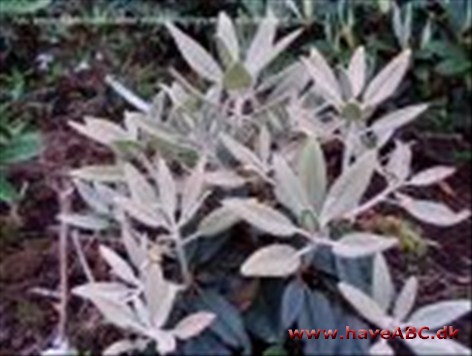 Freerslev Rhododendron Freerslev Rhododendron er en lille specialplanteskole med salg af udvalgte rhododendron og enkelte andre surbundsplanter. Endvidere salg af sphagnum, klyner og gødning til rhododendron.