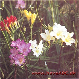 Freesia - Freesia hybrider Freesia - Freesia hybrider