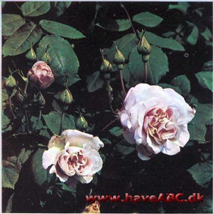 Fritz Nobis Knoppen er lang, spids og lyserød. Blomsterne er i forskellige pink nuancer, store, fyldte, stærkt duftende og samlet i ...Se mere her ...