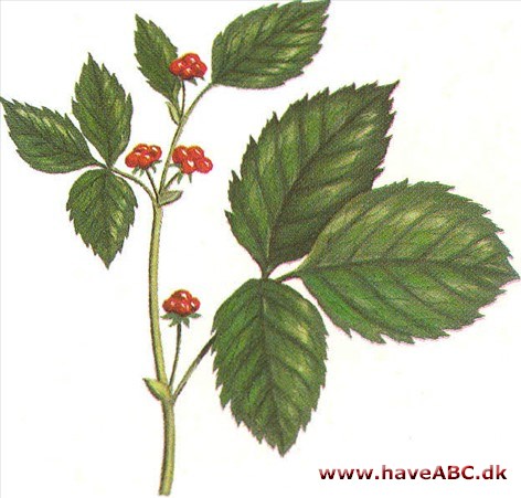 Fruebær - Rubus saxatilis