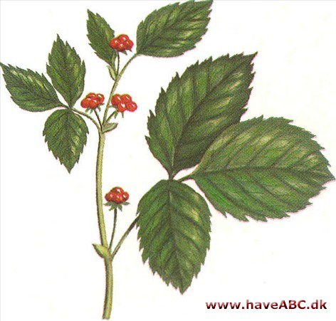 Fruebær - Rubus saxatilis Fruebær - Rubus saxatilis