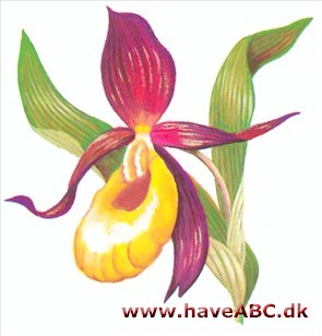 Fruesko - Cypripedium