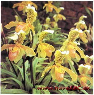 Fruesko - Paphiopedilum insigne (syn. Cypripedium)