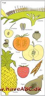 Frugt Frugt