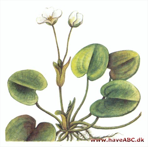 Frøbid - Hydrocharis morsus-ranae Frøbid - Hydrocharis morsus-ranae