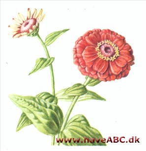 Frøkenhat - Zinnia elegans Frøkenhat - Zinnia elegans