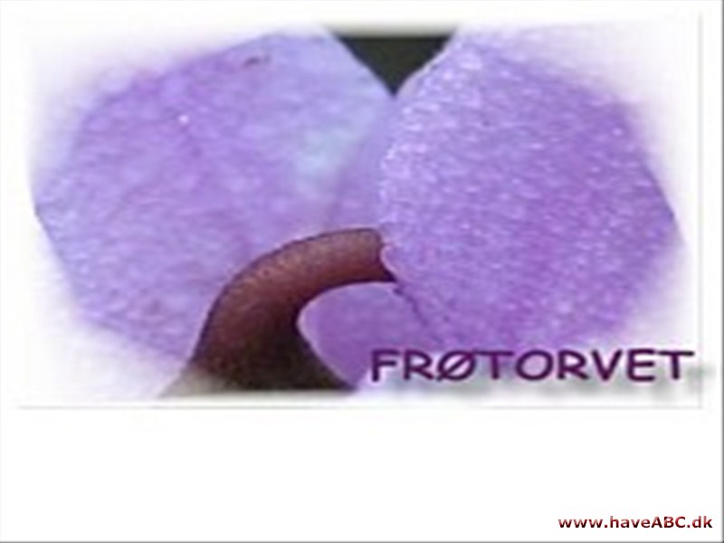 Frøtorvet Frøtorvet