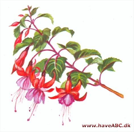 Fuchsia - Fuchsia Onagraceae (Natlysfamilien) Jo mere lys en fuchsia får, des mere varme tåler den. Om sommeren trives den derfor bedst ved temperaturer mellem 15 og 20°C, men om vinteren ... se Råd om pasning her ...