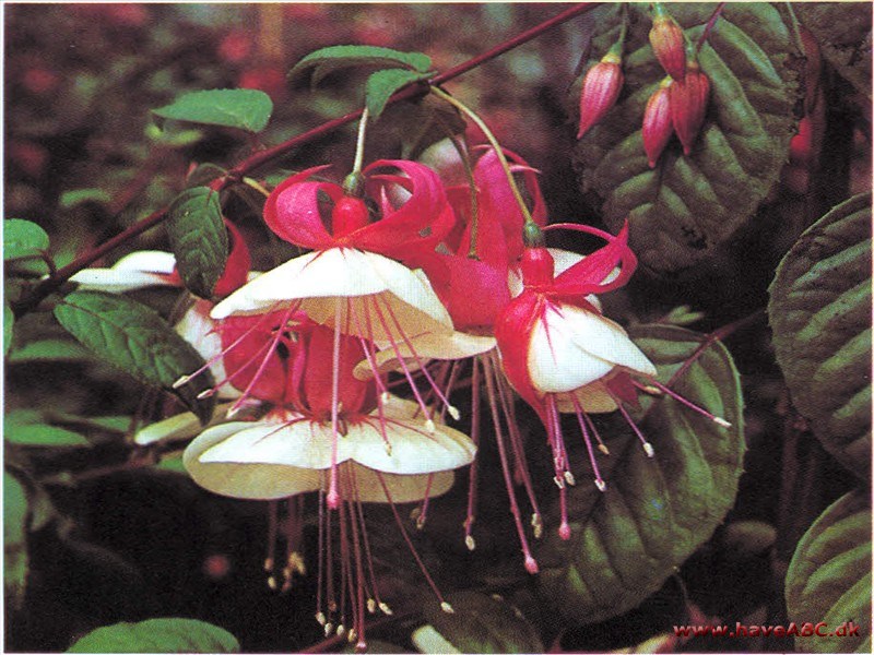 Fuchsia - Kristi Bloddråbe - Fuchsia hybrider Fuchsia - Kristi Bloddråbe - Fuchsia hybrider
