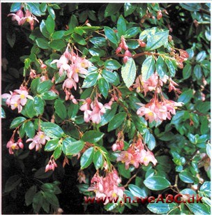 Fuchsiabegonie - Begonia foliosa, var. foliosa syn. fuchsioides