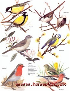 Fugle i haven