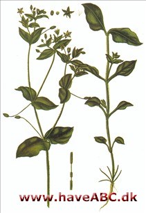 Fuglegræs - Stellaria media Fuglegræs - Stellaria media