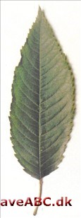 Fuglekirsebær - Prunus avium Fuglekirsebær - Prunus avium