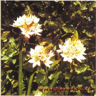 Fuglemælk, Chincherinchee - Ornithogalum thyrsoides Fuglemælk, Chincherinchee - Ornithogalum thyrsoides